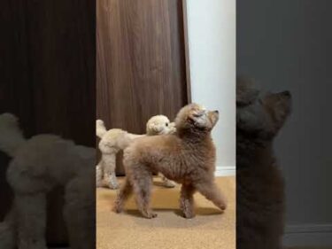 Dog followin their owner🐶❤️ #トイプードル #犬のいる生活 #dog