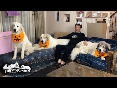 ハロウィンでプチ仮装をしたアランとベルとリリーです　Great Pyrenees　グレートピレニーズ