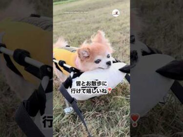 楽しくお散歩ができるようになって🌼｜PECO