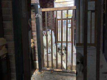 Belle Lily #greatpyrenees #todaysrunrun #グレートピレニーズ #今日のルンルン