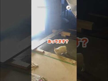 慎重に考えて間違えてるの可愛い🥰｜PECO