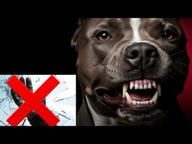 【検証】突刺し防止グローブは噛み犬に通用するのか⁉️