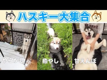 ハスキー特集｜PECO