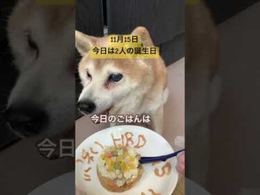 2025年11月15日誕生日。15歳と12さいになりました。 #柴犬 #shibainu