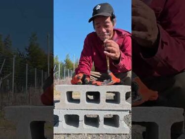 突刺し防止グローブは噛み犬に通用するか？