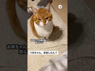 反省している猫さん｜PECO