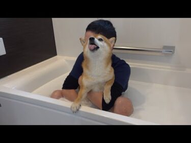 久々に柴犬と犬風呂したら犬語で過去最大級のクレームに。。