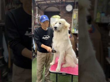 Lily リリー #greatpyrenees #todaysrunrun #グレートピレニーズ #今日のルンルン