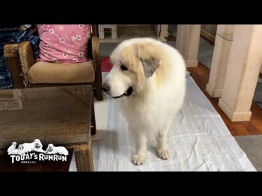 お母さんの掃除を厳しくチェックして回るアランです　Great Pyrenees　グレートピレニーズ