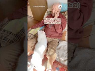 🧓🏻にご飯の圧をかける猫｜PECO