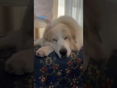 Alain アラン #greatpyrenees #todaysrunrun #グレートピレニーズ #今日のルンルン