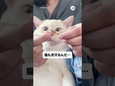 糸通しをじっと見つめる猫｜PECO