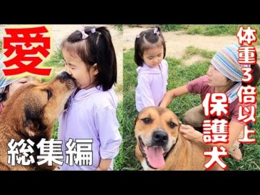 【総集編】楽園の保護犬達は子供大好き❤️