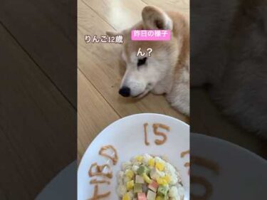 昨日の誕生日の様子、りんご編　2025年11月15日　#柴犬