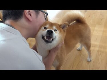 柴犬に8年越しに伝説のお願いごとをしたら涙腺崩壊の結末に。