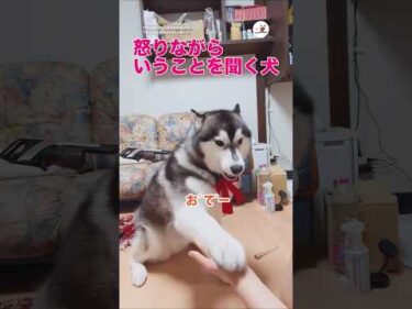 文句言いながらも全部やるハスキー｜PECO