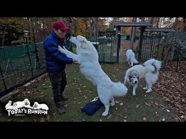 リリーが壊したのでアランがもらったお父さんの枕を更に壊したリリーです　Great Pyrenees　グレートピレニーズ
