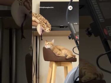 猫さん、食われる｜PECO