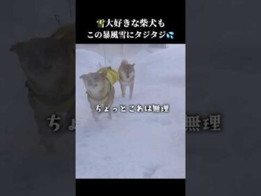 柴犬はとんでもない暴風雪に立ち向かった結果…。 #青森 #雪 #shibainu