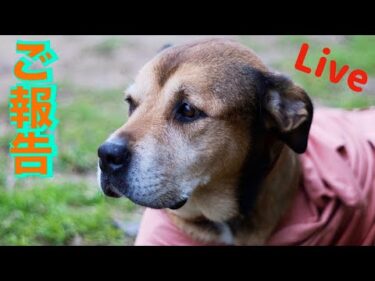 【ライブ】お伝えしたいこと　17時より配信