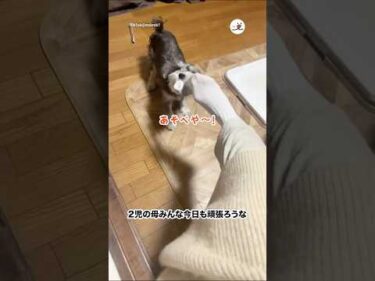 2児の母（イッヌと赤ちゃん）｜PECO