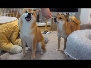 病院帰りの柴犬が「僕を褒めて！」と本気で伝えてきた。