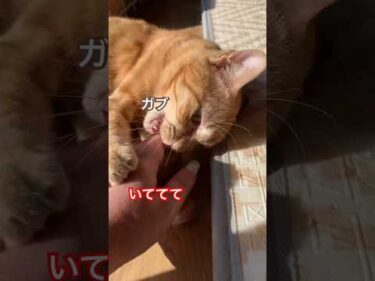 日向ぼっこをする猫をさわったらガブリ#柴犬 #茶トラ猫