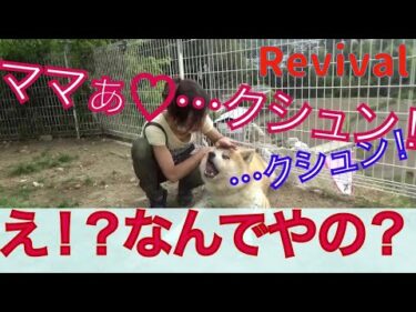 【リバイバル】取扱注意！元超凶暴秋田犬アキラはなぜママに…？