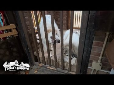 止まらないお転婆！大人しく待たずに強行突破を試みるリリーです　Great Pyrenees　グレートピレニーズ