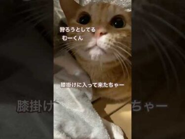 狩人むーくんから逃げて膝掛けの中に避難して来たちゃー　#茶トラ猫 #黒猫