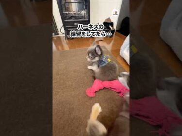 初めてハーネスを付けたチワワ｜PECO