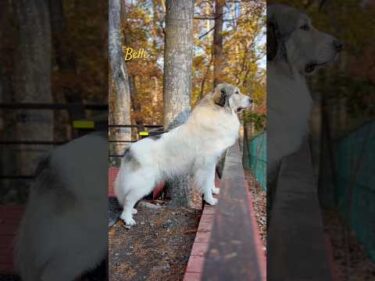 Belle ベル #greatpyrenees #todaysrunrun #グレートピレニーズ #今日のルンルン