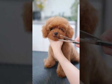 生後３ヶ月初めてのヘアカットに挑戦する子犬 #子犬 #犬のいる暮らし #癒し