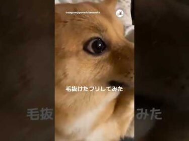 毛抜けたフリしてみたら…｜PECO