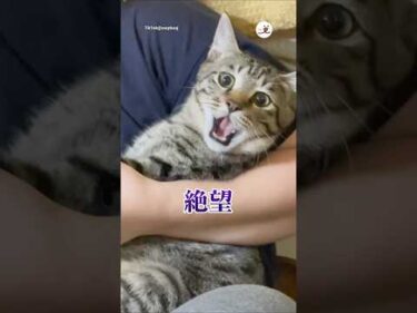 この世の終わりみたいな顔をしてる｜PECO