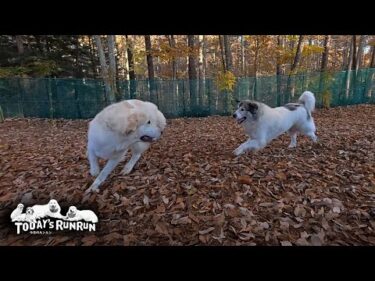 リリーでは逃げられない！狙った獲物は確実に追い詰めるベルです　Great Pyrenees　グレートピレニーズ