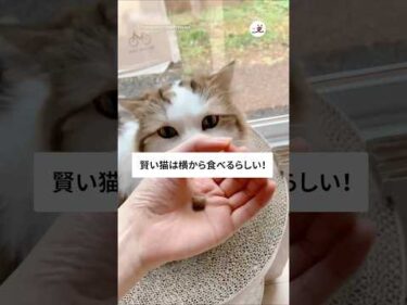 これで猫の賢さがわかるらしい！｜PECO