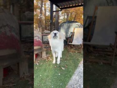 Lily リリー #greatpyrenees #todaysrunrun #グレートピレニーズ #今日のルンルン