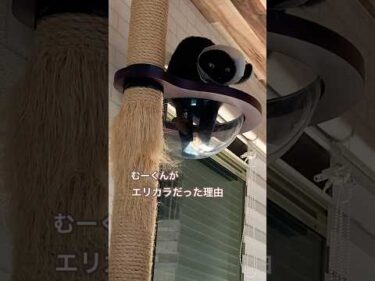 一歳黒猫むーくんがエリカラしてたワケ。#黒猫