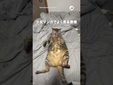 ヒロインみたいな顔する猫｜PECO
