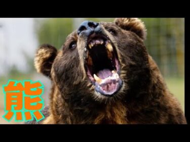 【熊被害】メガソーラー環境破壊との関係はないのかな？