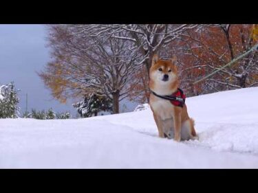 雪が降ったら柴犬の様子がおかしい。。