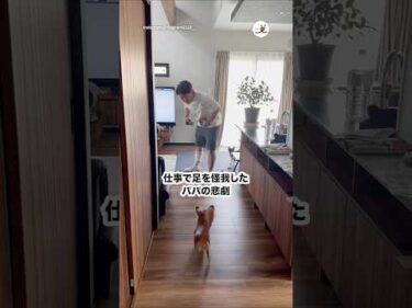 怪我をして足を縫ったパパのもとに…｜PECO