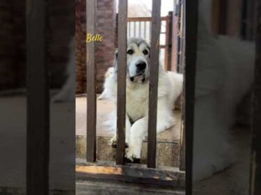 Belle ベル #greatpyrenees #todaysrunrun #グレートピレニーズ #今日のルンルン