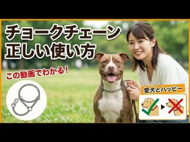 【チョークチェーン】コスパは良いですが、、、一つ間違えば愛犬の命を奪います