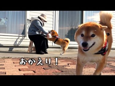 外で骨折中のママを見つけた瞬間、柴犬がこうなった