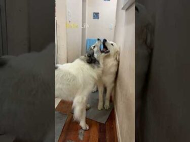 Belle Lily #greatpyrenees #todaysrunrun #グレートピレニーズ #今日のルンルン