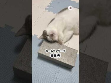 コンクリートを買ったらこれ🤭｜PECO