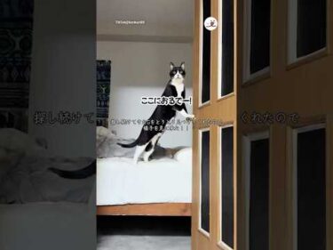 Gを見つけてくれる紳士キャット｜PECO