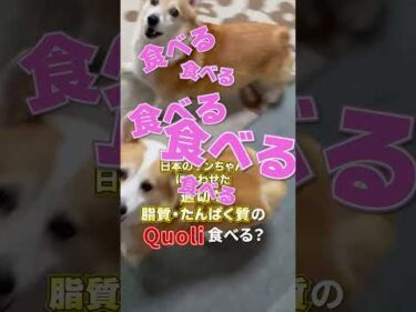 Quoli食べる？｜わんちゃん編